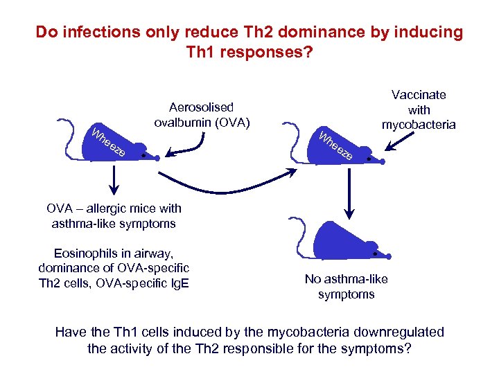 Do infections only reduce Th 2 dominance by inducing Th 1 responses? W Aerosolised