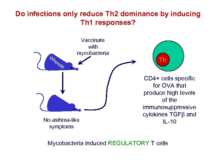 Do infections only reduce Th 2 dominance by inducing Th 1 responses? W Vaccinate