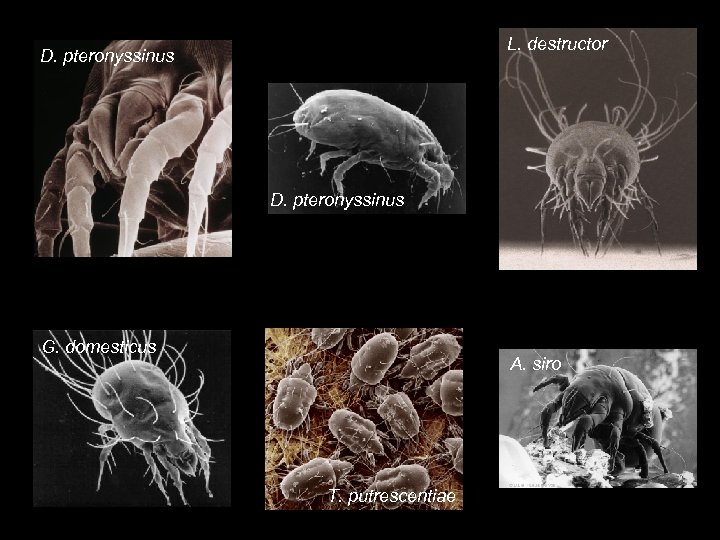 L. destructor D. pteronyssinus G. domesticus A. siro T. putrescentiae 