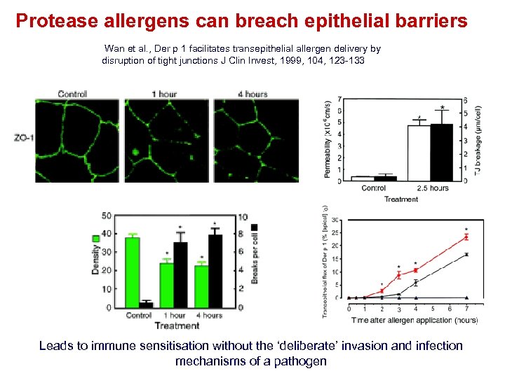 Protease allergens can breach epithelial barriers Wan et al. , Der p 1 facilitates