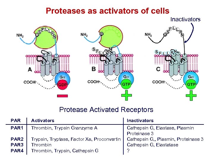 Proteases as activators of cells Inactivators Protease Activated Receptors PAR Activators Inactivators PAR 1
