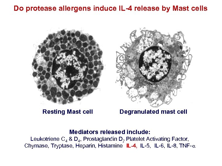 Do protease allergens induce IL-4 release by Mast cells Resting Mast cell Degranulated mast
