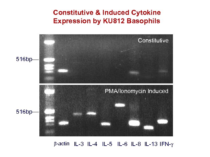 Constitutive & Induced Cytokine Expression by KU 812 Basophils Constitutive 516 bp PMA/Ionomycin Induced