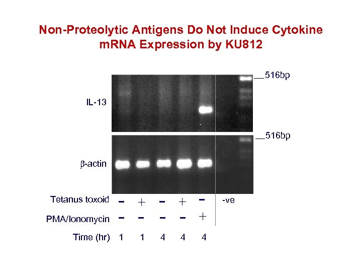 Non-Proteolytic Antigens Do Not Induce Cytokine m. RNA Expression by KU 812 516 bp