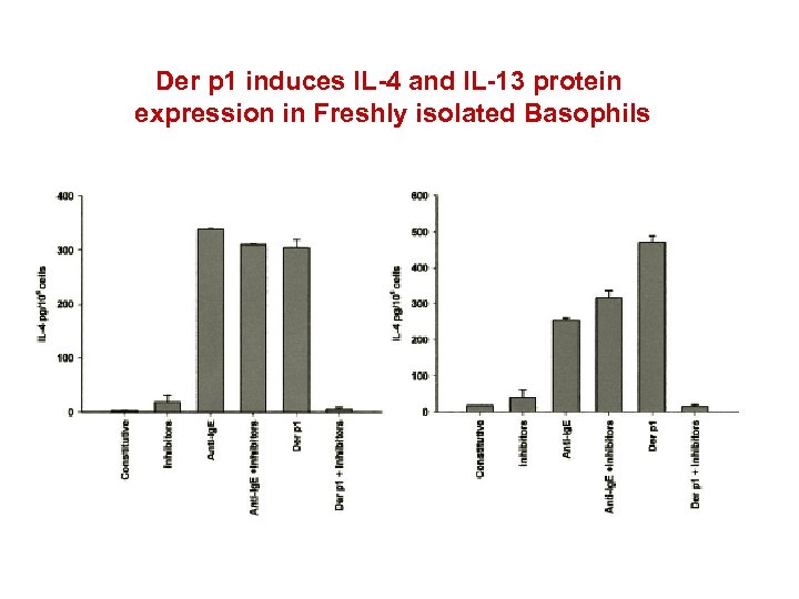 Der p 1 induces IL-4 and IL-13 protein expression in Freshly isolated Basophils 