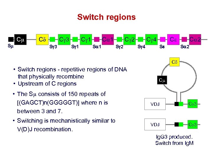 Switch regions Cm Sm Cd C 3 Sg 3 C 1 Sg 1 Ca
