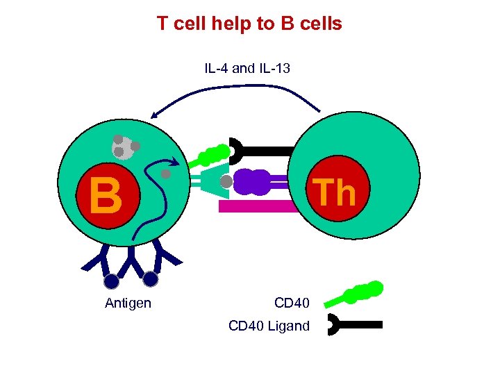 T cell help to B cells IL-4 and IL-13 B Th Th YYY Antigen
