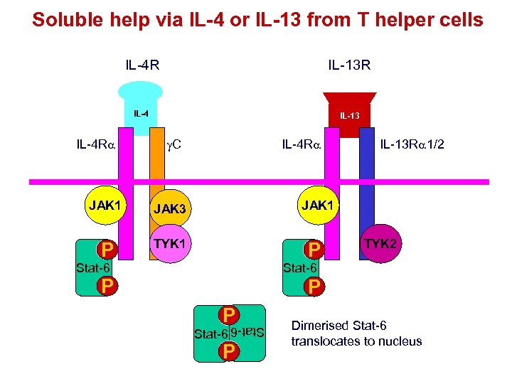 Soluble help via IL-4 or IL-13 from T helper cells IL-4 R IL-13 R