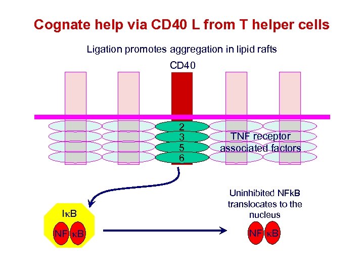 Cognate help via CD 40 L from T helper cells Ligation promotes aggregation in