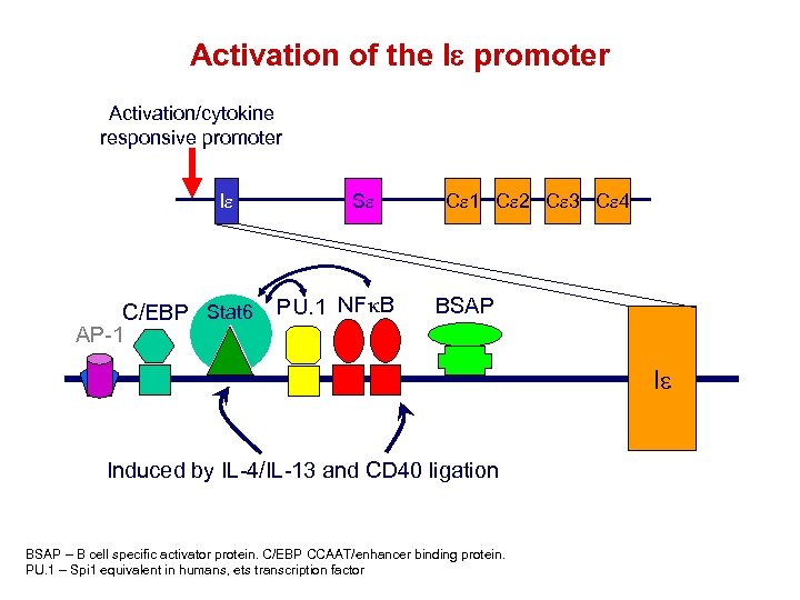 Activation of the Ie promoter Activation/cytokine responsive promoter Ie C/EBP Stat 6 AP-1 Se