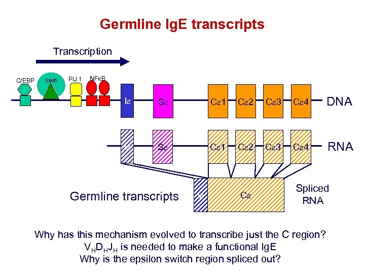 Germline Ig. E transcripts Transcription C/EBP Stat 6 PU. 1 NFk. B Ie Se