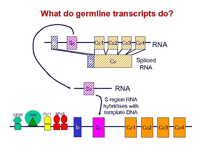 What do germline transcripts do? Ie Se Ce 1 Ce 2 Ce 3 Ce