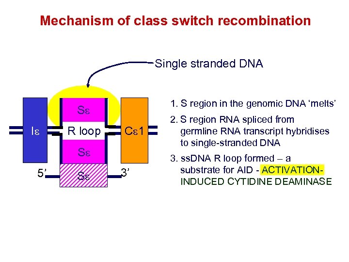 Mechanism of class switch recombination Single stranded DNA 1. S region in the genomic
