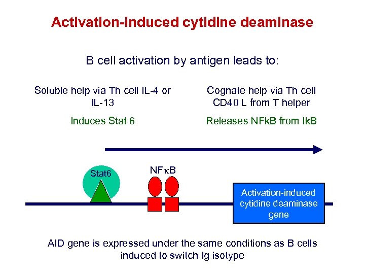 Activation-induced cytidine deaminase B cell activation by antigen leads to: Soluble help via Th
