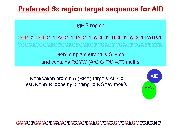 Preferred Se region target sequence for AID Ig. E S region GGGCTGAGCTGRGCTGAGCTRARNT CCCGACTCGACYCGACTCGAYTYNA Non-template