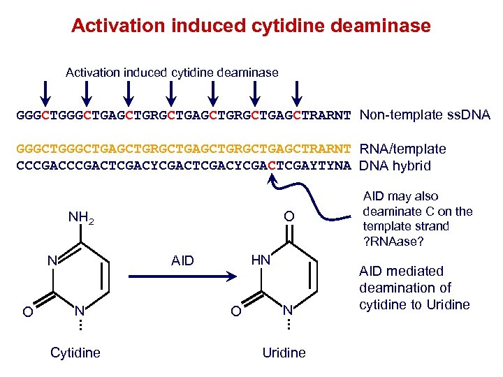 Activation induced cytidine deaminase GGGCTGAGCTGRGCTGAGCTRARNT Non-template ss. DNA GGGCTGAGCTGRGCTGAGCTRARNT RNA/template CCCGACTCGACYCGACTCGAYTYNA DNA hybrid O
