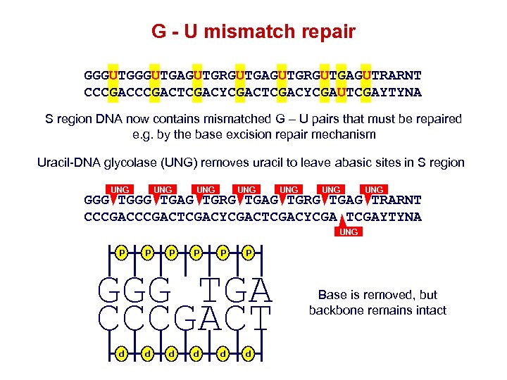 G - U mismatch repair GGGUTGAGUTGRGUTGAGUTRARNT CCCGACTCGACYCGAUTCGAYTYNA S region DNA now contains mismatched G