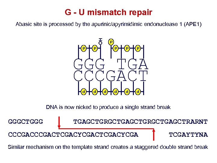 G - U mismatch repair Abasic site is processed by the apurinic/apyrimidimic endonuclease 1