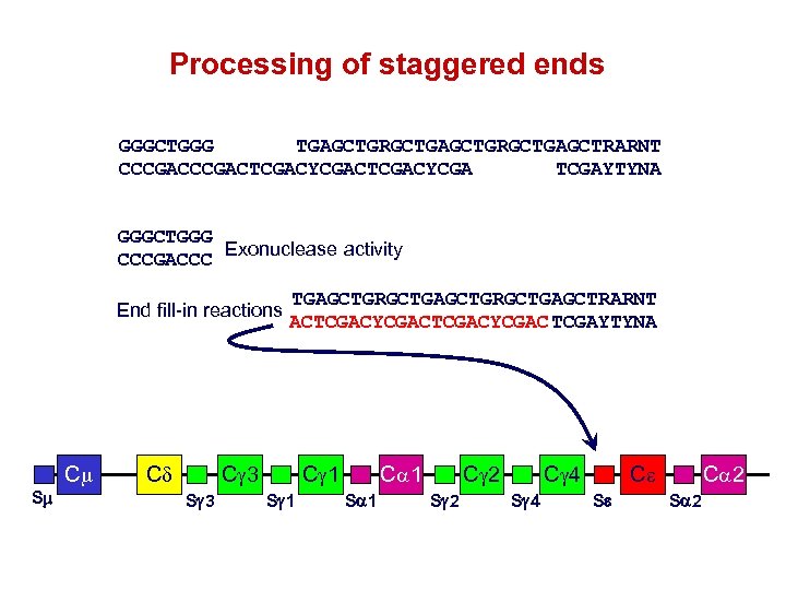 Processing of staggered ends GGGCTGGG TGAGCTGRGCTGAGCTRARNT CCCGACTCGACYCGA TCGAYTYNA GGGCTGGG Exonuclease activity CCCGACTCGACYCGA End fill-in