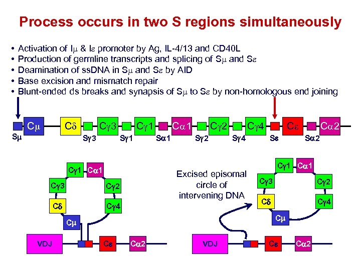 Process occurs in two S regions simultaneously • • • Activation of Im &