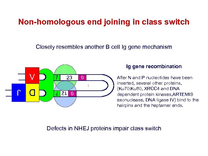 Non-homologous end joining in class switch Closely resembles another B cell Ig gene mechanism