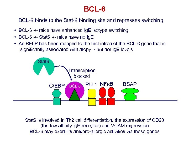 BCL-6 binds to the Stat-6 binding site and represses switching • BCL-6 -/- mice