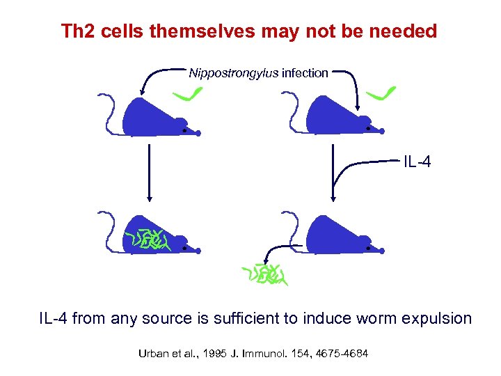 Th 2 cells themselves may not be needed Nippostrongylus infection IL-4 from any source