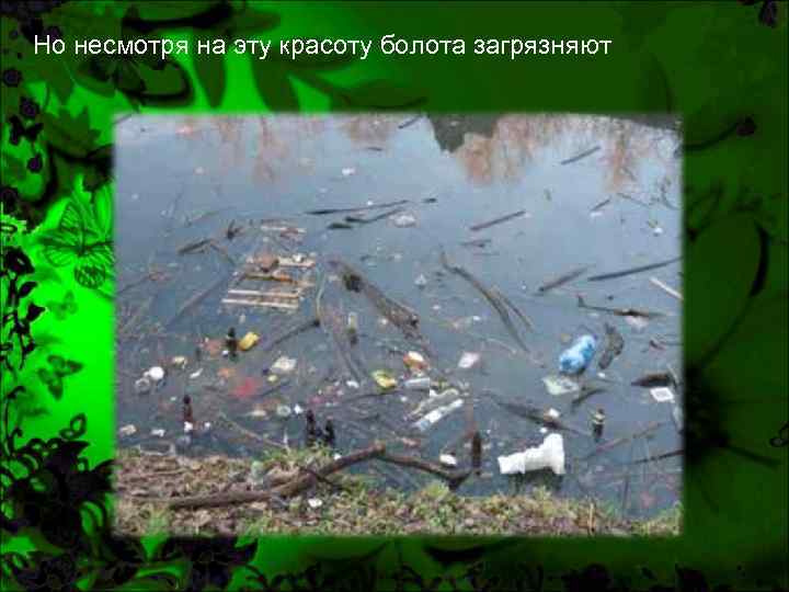 Но несмотря на эту красоту болота загрязняют 