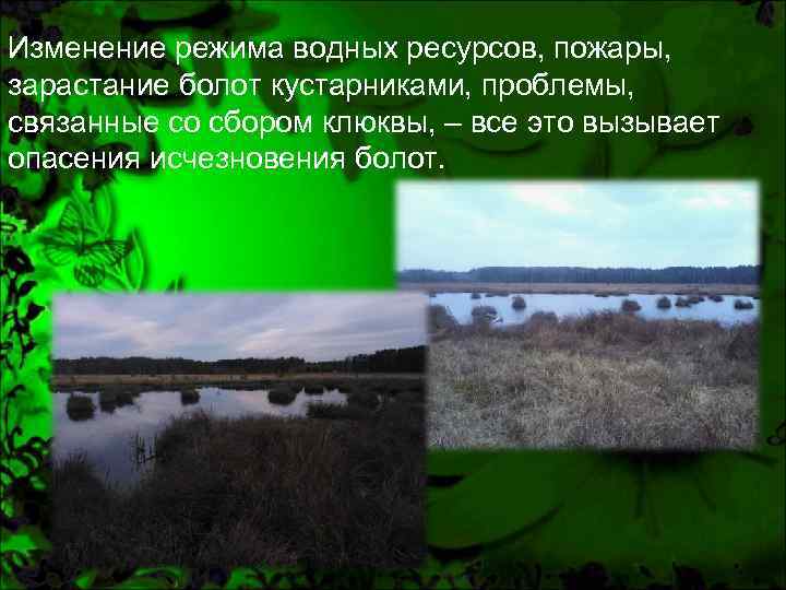 Изменение режима водных ресурсов, пожары, зарастание болот кустарниками, проблемы, связанные со сбором клюквы, –