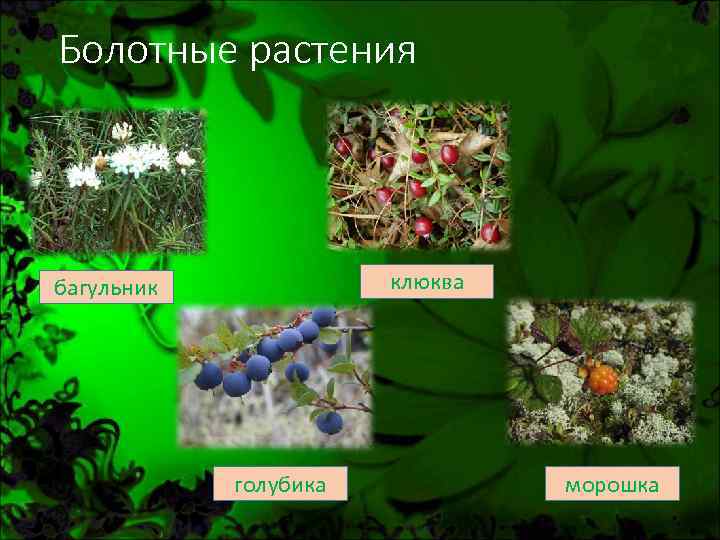Болотные растения клюква багульник голубика морошка 