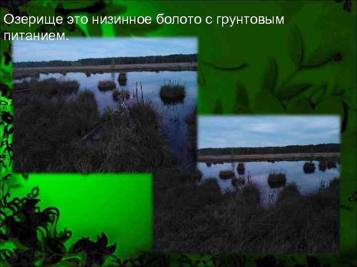 Озерище это низинное болото с грунтовым питанием. 