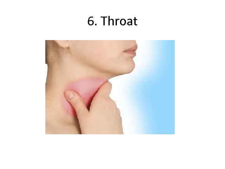 6. Throat 