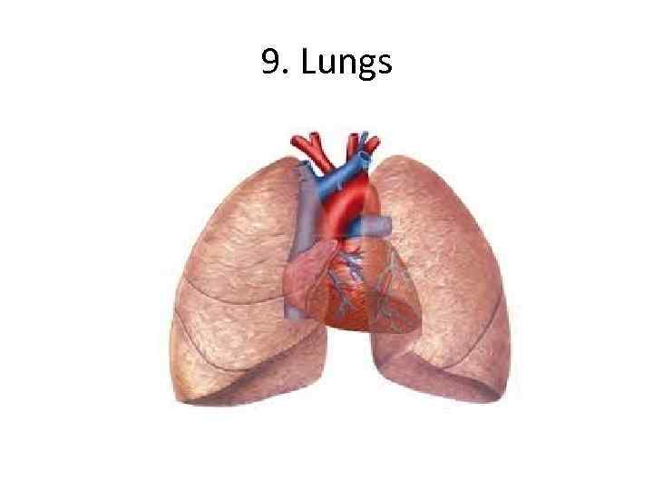 9. Lungs 