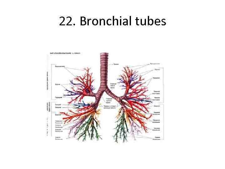 22. Bronchial tubes 