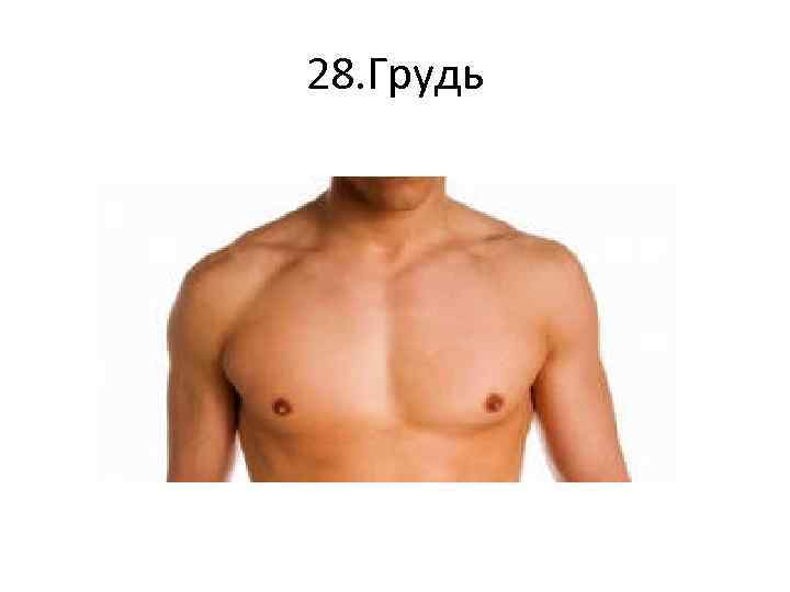 28. Грудь 