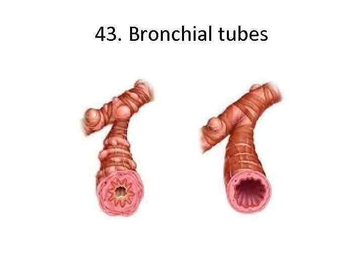 43. Bronchial tubes 