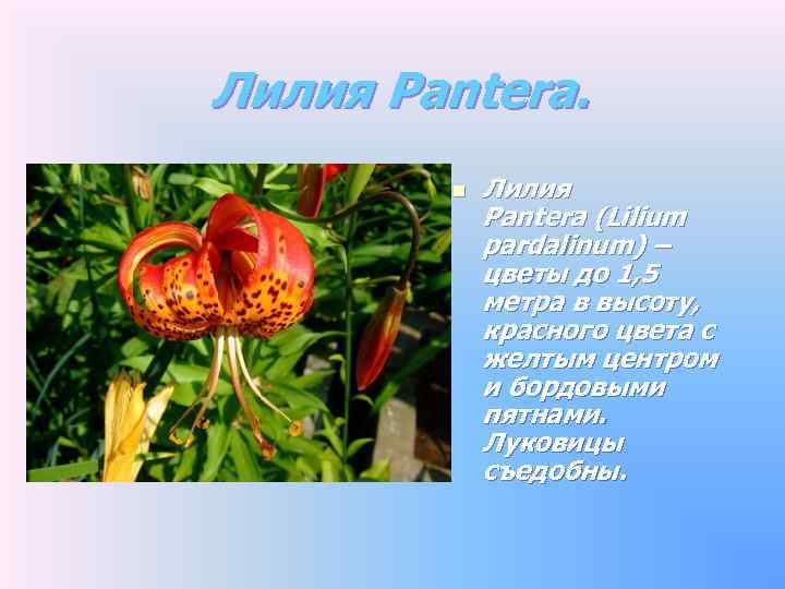 Лилия Pantera. n Лилия Pantera (Lilium pardalinum) – цветы до 1, 5 метра в