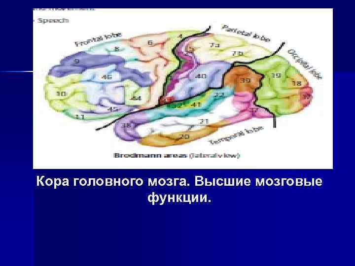 Кора головного мозга. Высшие мозговые функции. 