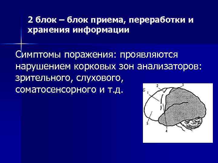 2 блок – блок приема, переработки и хранения информации Симптомы поражения: проявляются нарушением корковых