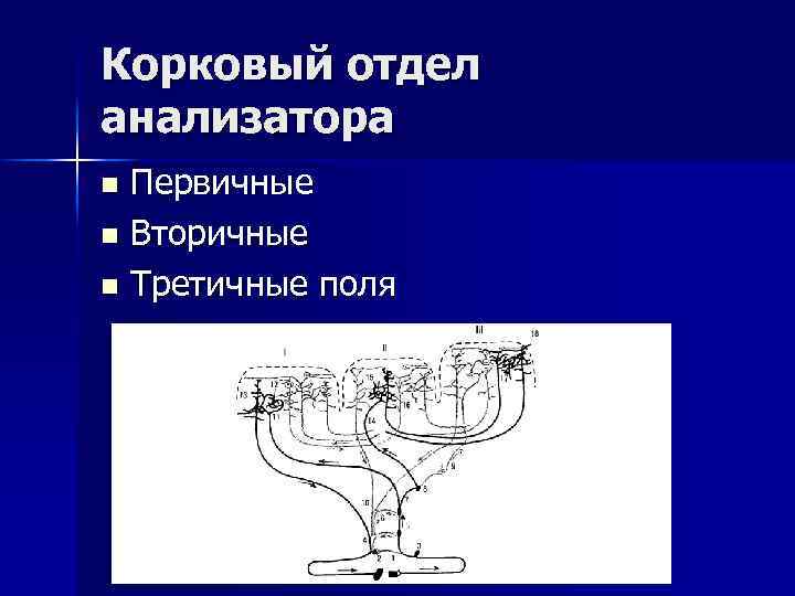 Корковый отдел анализатора Первичные n Вторичные n Третичные поля n 