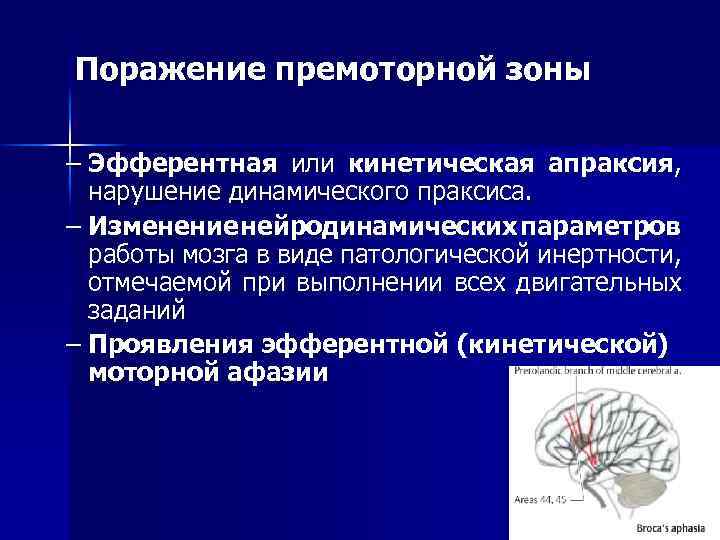 Поражение премоторной зоны – Эфферентная или кинетическая апраксия, нарушение динамического праксиса. – Изменение нейродинамических