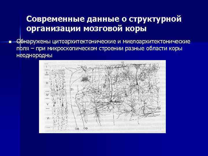 Современные данные о структурной организации мозговой коры n Обнаружены цитоархитектонические и миелоархитектонические поля –