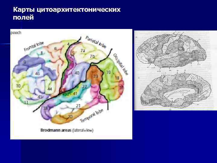 Карты цитоархитектонических полей 