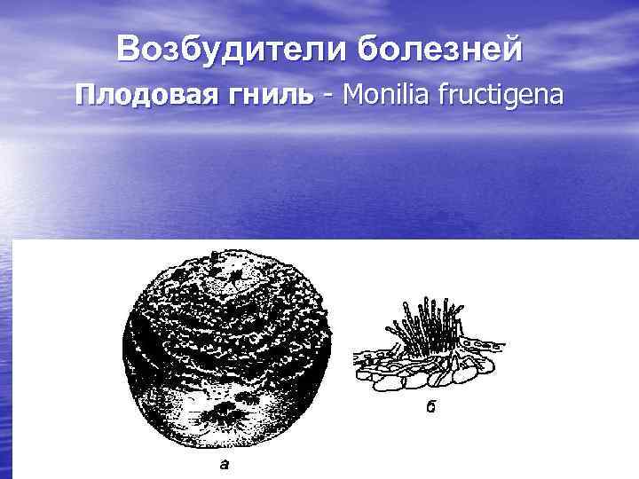Возбудители болезней Плодовая гниль Monilia fructigena 