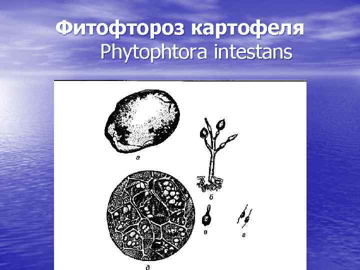 Фитофтороз картофеля Phytophtora intestans 