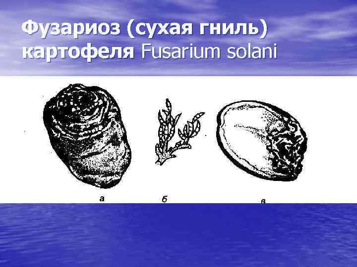 Фузариоз (сухая гниль) картофеля Fusarium solani 