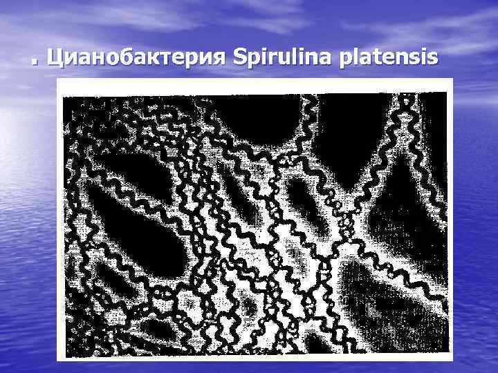 . Цианобактерия Spirulina platensis 