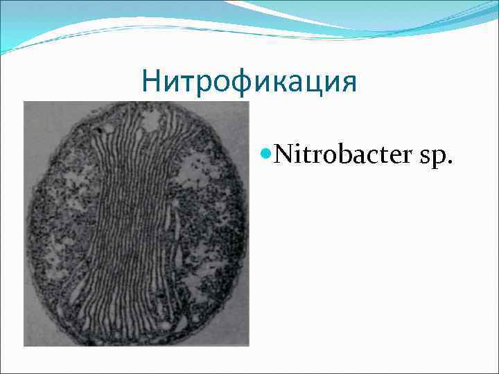 Нитрофикация Nitrobacter sp. 