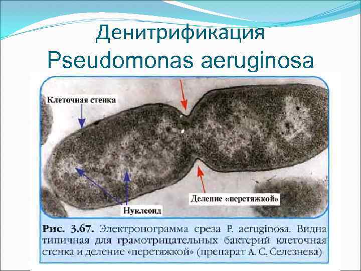 Денитрификация Pseudomonas aeruginosa 