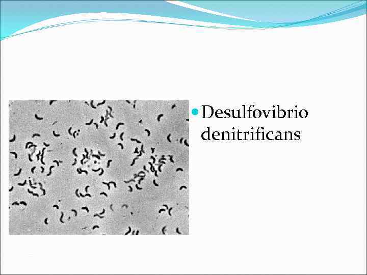  Desulfovibrio denitrificans 